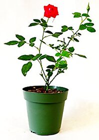 Live Red Rose Plant without Pot healthy  Fresh Nice Looking uses indoor or outdoor
