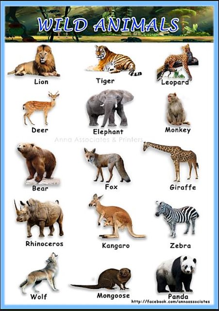 Buy A3 size children color Poster Wild Animals chart 2 Nos (With +Without Lamination) Online @ ₹145 from ShopClues Buy A3 size children color Poster Wild Animals chart 2 Nos (With +Without Lamination) Online @ ₹145 from ShopClues