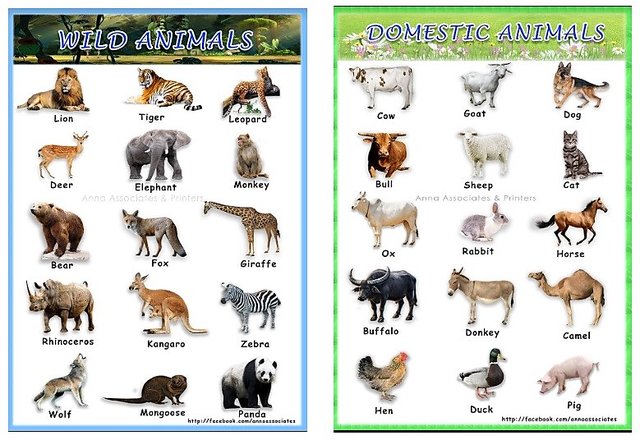 Buy Children colour Laminated Learning charts Domestic Wild Animals (Front  Back) Online @ ₹145 from ShopClues