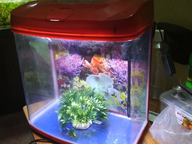 Moulded glass outlet aquarium