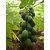 Dwarf bonsai Red Lady Papaya seeds rare sweet red flesh papaya fruit 10 seeds