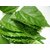 hibiscus leafs pack of 70 leafs