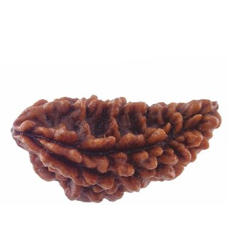 Buy 15mm 1 Face Rudraksha Kaju dana Nepal 1 Mukhi Rudraksha bead Online ...