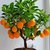 Bonsai Orange Tree Plant Seeds