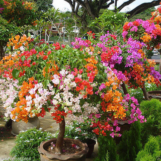 Primrose Rare Multicolor Bougainvillea Spectabilis Willd Flower Seeds For Bonsai
