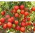 Hybrid F1 ARKA RAKSHAK  tripple disease resistant tomato seeds 20 seed (1 cm X 1 cm X 1 cm)