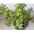 Live Jade Plant -Crassula Ovata-Lucky-Indoor 1 Plant - Pack In Pot
