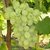Live Green Grapes Fruit - Vine Fruit Plant - 1 Healthy Angur Fruit Plant - Pack In 1 Pot.