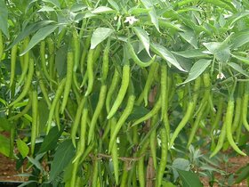 Vegetable Seed  Green Chilly Seed For Kitchen garden