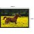 Horse Painting Poster with Frame Gloss Lamination 14X20 Inch without Glass