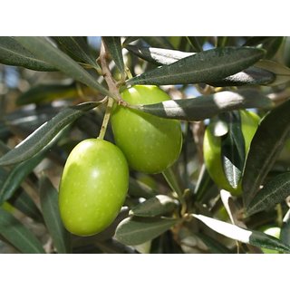 olive fruit plant huge healthy production shopclues