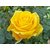 Live Yellow Miniature Rose Flower - Miniature Flower Grafted Plant -1 Healthy Flower Plant - In Pot