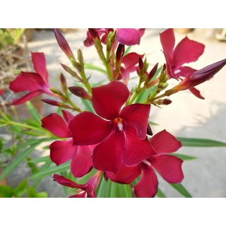 Buy Live Red Karabi Flower Plant Kaner Flower Nerium Oleander 1 Healthy Flower Plant Online 550 From Shopclues Plants and their botanical name, cereals,millets,pulses,edible oils,nonedible oils,fibers,tuber crops,fruits,vegetables,medicinal plants,timber.