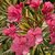 LIVE PINK KARABI FLOWER PLANT - Kaner Flower - NERIUM OLEANDER - 1 Healthy Flower Plant