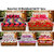 Welhouse India Assorted 225X245 cms 1 Double bedsheet with 2 pillow covers