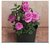 bonsai red rose mapple seeds 10 per packet