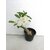 Raj Garden Plants Adenium Grafted White Colour