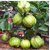 dwarf guava seeds 10 per packet