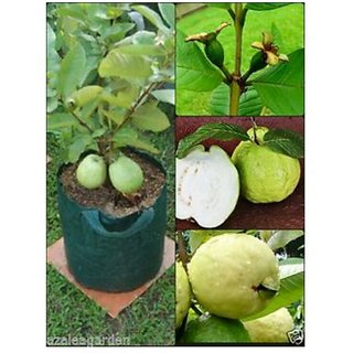 Buy bonsai dwarf guava thailand seeds 10 per packet Online @ ₹89 from ...