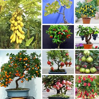Buy Bonsai Fruit Seeds Mega Combo Papaya Cherry Lemon Grape Apple Guava Orange Pomegranate Strawberry Gooseberry Online 520 From Shopclues