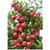 kashmiri bonsai apple seeds 10 per  packet