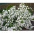 Candy Tuft White Flower Better Germination Flowers Seeds