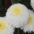 Chrysanthemum Flower Multi-Colour Better Germination Flowers Seeds