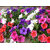 Seeds Petunia Flower Multi-Colour Better Germination Flowers Seeds