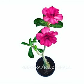 Raj Garden Plants Adenium Grafted Red Colour