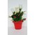 Adaspo Artificial Real Looking Beautiful White Roses Plant in red Plastic Pot