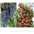 bonsai apple and grapes seeds 10 per packet