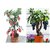 grapes and apple bonsai tree seeds 10 per packet