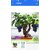 rare grapes bonsai seeds 10 per packet
