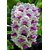 fatuba orchid seeds - 20 per packet