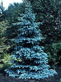 Futaba Colorado Spruce Seeds - Blue - 50 Pcs