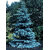 Futaba Colorado Spruce Seeds - Blue - 50 Pcs