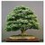 Seeds-Bonsai - Japanese Green Maple Tree, Acer Palmatum Small Seeded