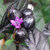 Futaba Olive Ornamental Pepper Seeds - Black - 20 Pcs