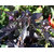 Futaba Olive Ornamental Pepper Seeds - Black - 20 Pcs