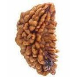 Buy Ek Mukhi Rudraksha One Face Rudraksha 1 Mukhi Rudraksh With Lab Certificate 100 Original Rudraksha Natural Online Get 89 Off The ruling planet of 1 mukhi rudraksha is the sun, which is the brightest in the cosmos. ek mukhi rudraksha one face rudraksha 1 mukhi rudraksh with lab certificate 100 original rudraksha natural