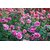SkyMorn Pure Organic Rose Petals Powder For Glowing Face Pack 100 Grams