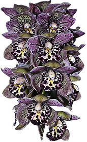 Futaba Unique Purple Spots Cymbidium Orchid Flower Seeds - 100 Pcs