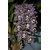 Futaba Unique Purple Spots Cymbidium Orchid Flower Seeds - 100 Pcs