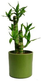 Bamboo Tree Seeds (1 x 1 x 1 cm) - Pack of 10