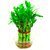 Bonsai Bamboo Tree Seeds (1 cm x 1 cm x 1 cm) - Pack Of 10