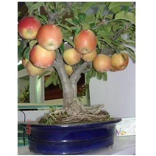 Green Apple Seeds Fresh Fruit Seeds Rare Mini Apple Bonsai Tree Green Apple Seed Pozostale Rosliny Nasiona I Cebule A2btravel Ge