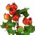 ZEVORA Red Pomegranate Fruit Tree 8 Inch Artificial Tree for Indoor/Outdoor Home, Office,Garden Lawn Decoration with Pot
