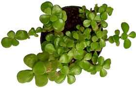 Good Luck Plant, Chinese Fengshui Money Plant