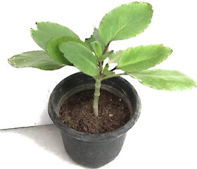 RAJ GARDEN PLANTS Patharchatta,  live plant , Kalanchoe Pinnata - Bimbima Live Plant