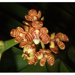 Buy Healthy Orchid Plant Vanda Acampe Live Online Get 17 Off